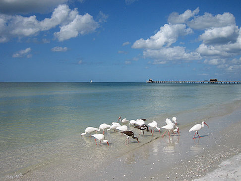 Vögel am Strand Foto 